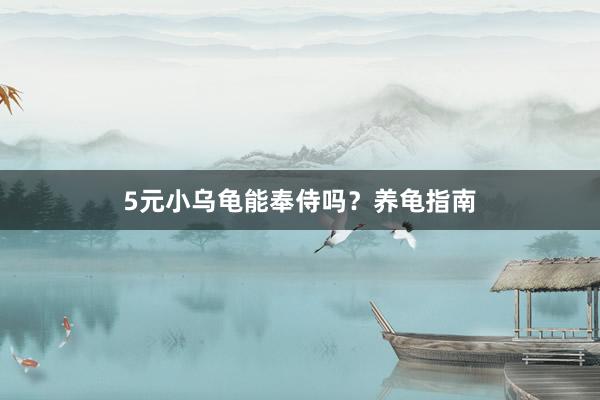 5元小乌龟能奉侍吗？养龟指南